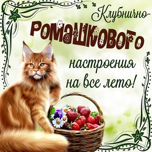 Рыжий котик с добрым пожеланием на всё лето