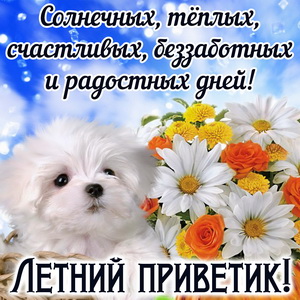 Милая собачка шлёт Вам летний приветик