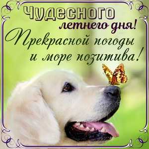 Открытка на чудесный летний день с собачкой