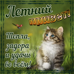 Картинка с котиком посылающим летний привет