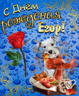 Собачка в шарфике поздравляет Егора с Днём рождения