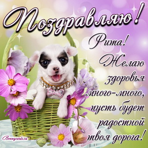 Милый пёсик в корРите и красивое пожелание Рите