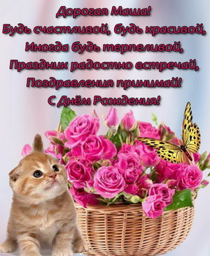 Красивый котик с корзинкой цветов и пожелание