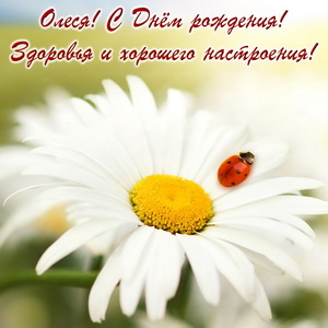 Огромная ромашка с божьей коровкой