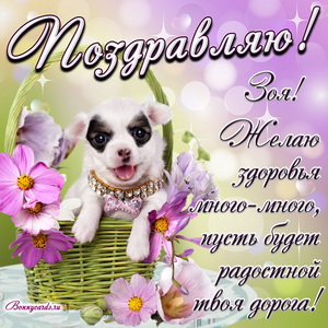 Милый пёсик в корзине и красивое пожелание Зое