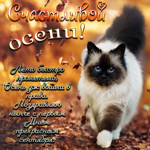 Открытка с котиком и пожеланием