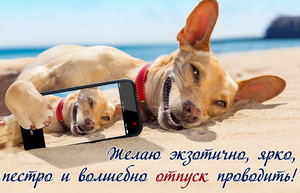 Собачка со смартфоном на белом песке