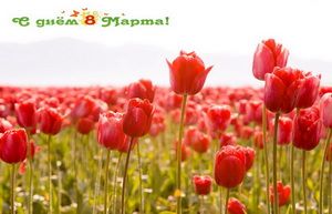 С днем 8 марта, тюльпаны, поле