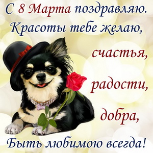 Собачка в шляпке с красной розой