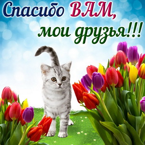 Красивая киса на фоне тюльпанов
