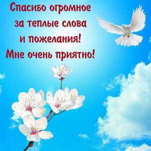 Картинка с голубем в синем небе