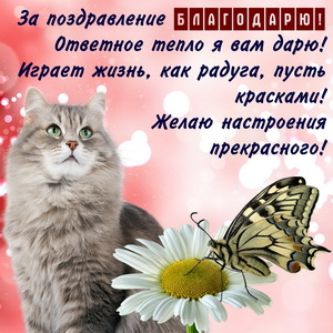 Красивый котик и благодарность за поздравление