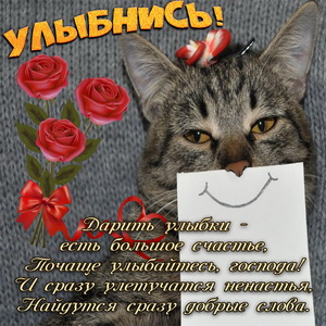 Открытка улыбнись с забавным котиком