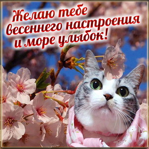 Милый котик желает тебе весеннего настроения