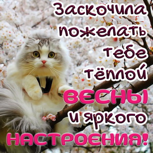 Кошечка желает тёплой весны и яркого настроения