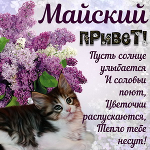Котик шлёт Вам майский привет и веточку сирени