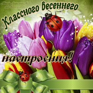Тюльпаны для классного весеннего настроения