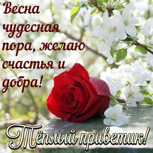 Открытка с розой и тёплым весенним приветом