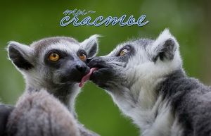 Ты счастье