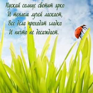 Божья коровка на травинке и пожелание