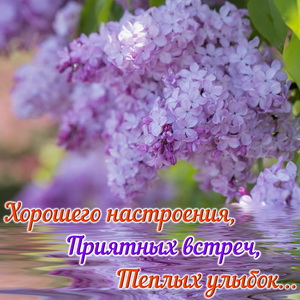 Картинка с веткой сирени над водой