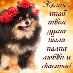 Забавная собачка с венком из роз
