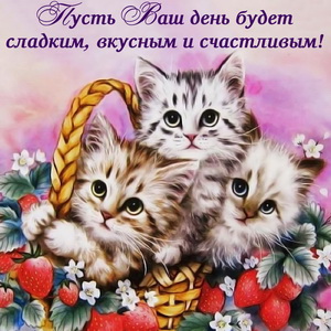 Милые котята желают счастливого дня
