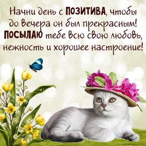 Милая картинка с белым котиком в шляпке
