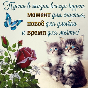 Картинка с милыми котятами и розочкой