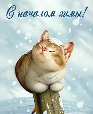 Красивый котик радуется началу зимы