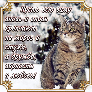 Картинка с котом на снегу и зимним пожеланием